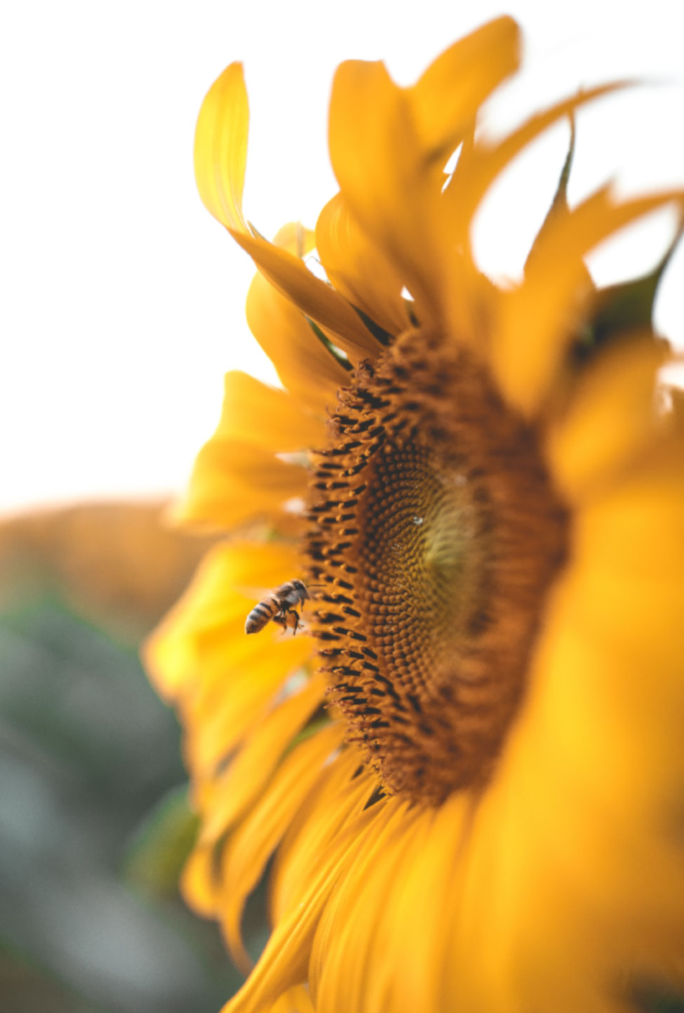 HD-Sunflower
